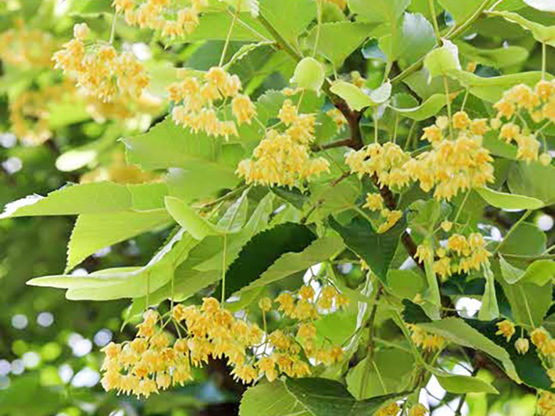 宮崎兄弟生家の菩提樹の画像