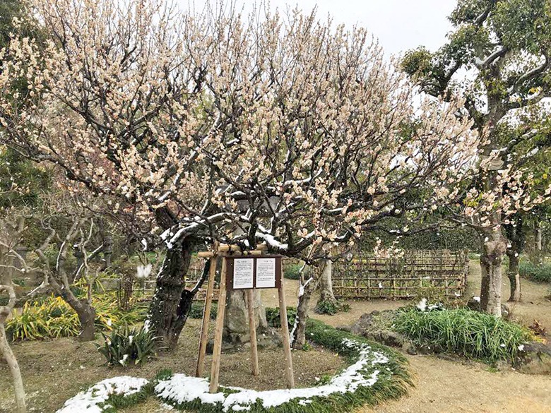 宮崎兄弟生家の梅の花の画像