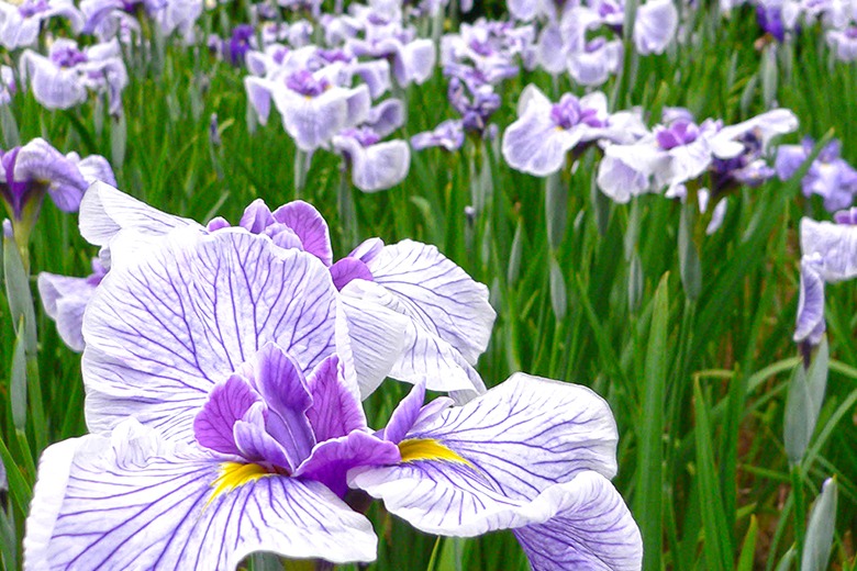 天子の水公園（花菖蒲・紫陽花）の画像