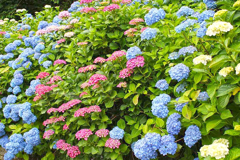 天子の水公園（花菖蒲・紫陽花）の画像