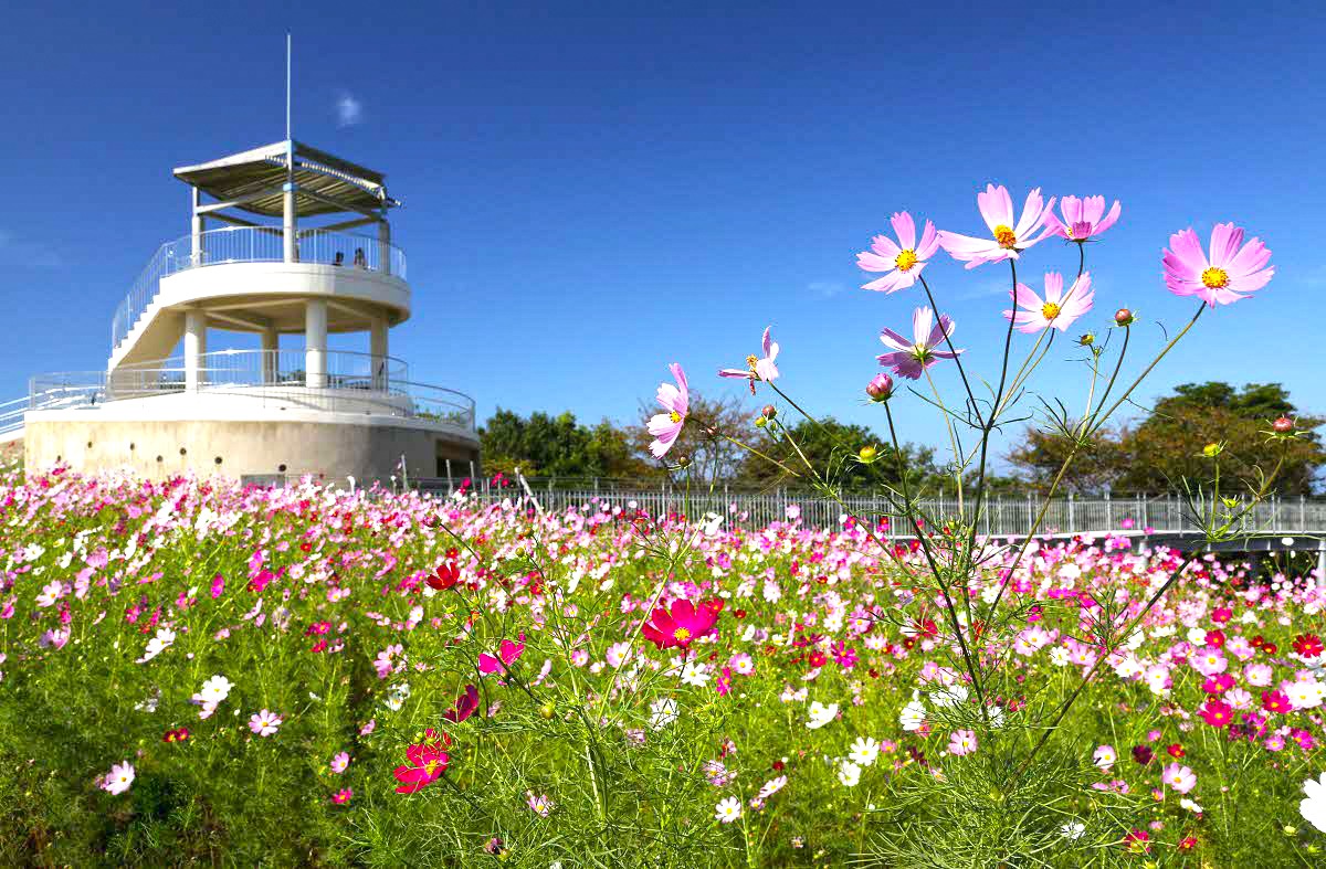 中尾山公園（コスモス）の画像