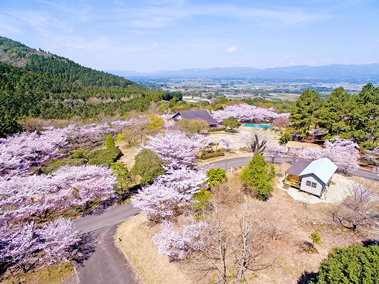 ビハ公園キャンプ場（桜）の画像