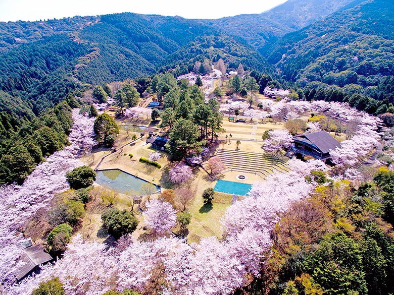 ビハ公園キャンプ場（桜）の画像