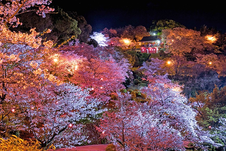 菊池公園の桜の画像
