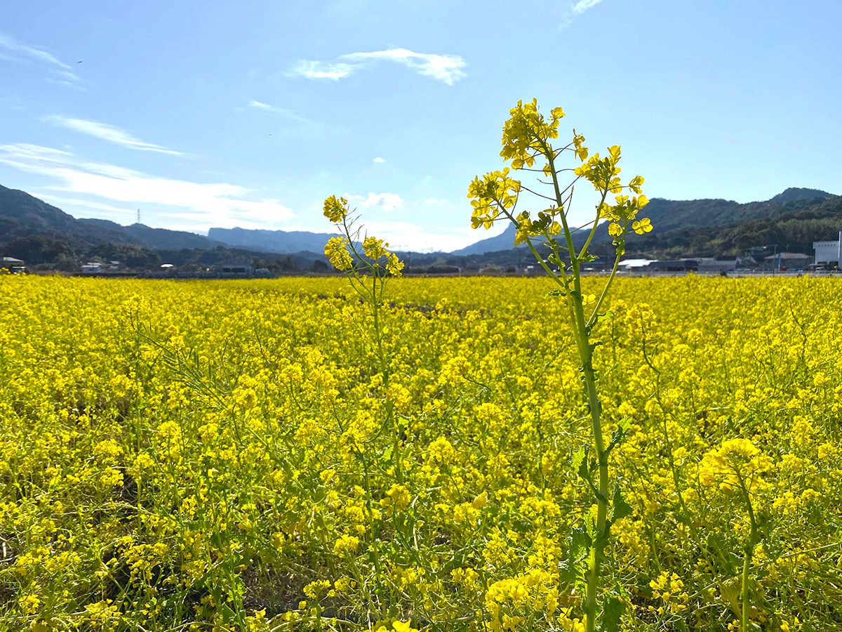 松島の菜の花園の画像