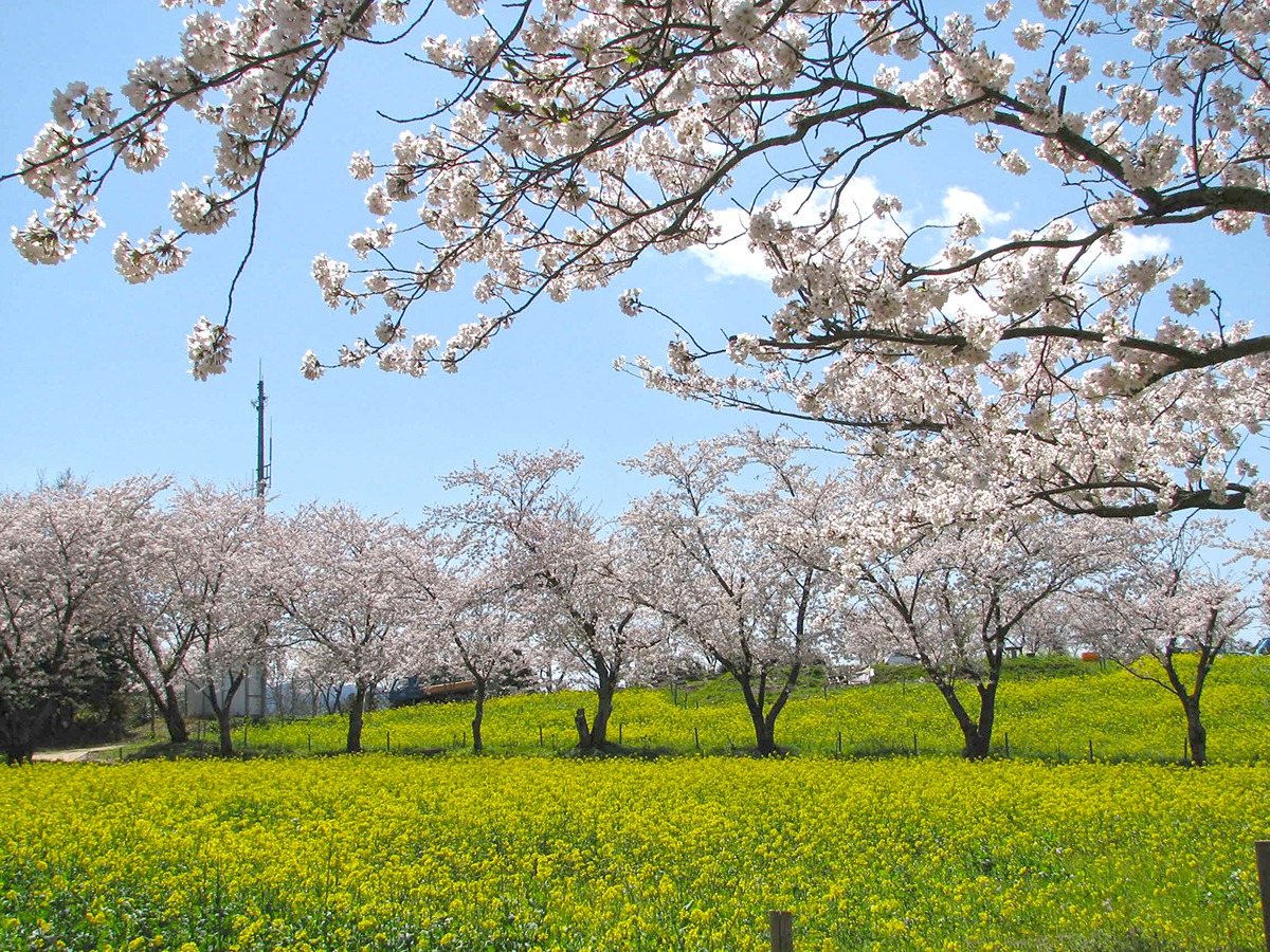 中尾山公園（桜）の画像