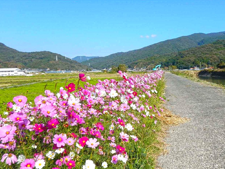 河内川沿線の画像