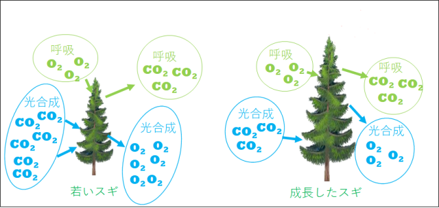 スギの木が光合成と呼吸を行うイラスト