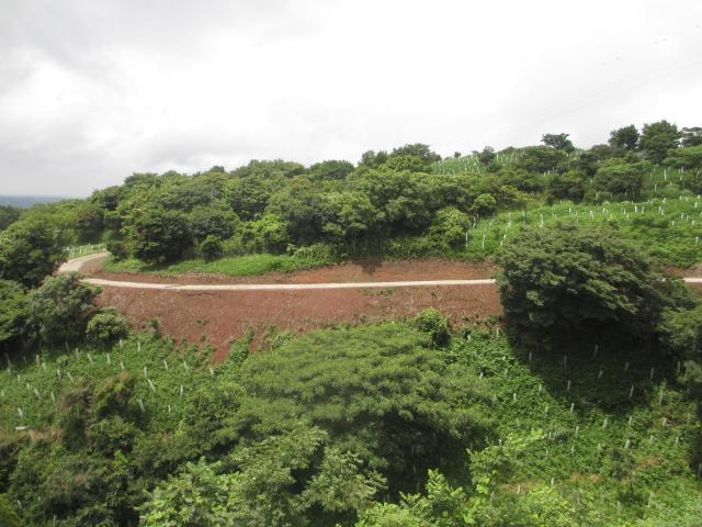 森林作業道を遠くから見た写真