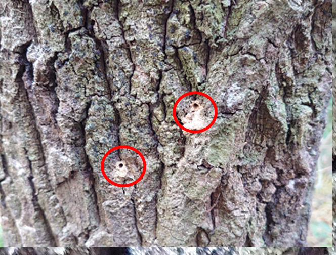 カシノナガキクイムシの穿入が見られた樹木の写真